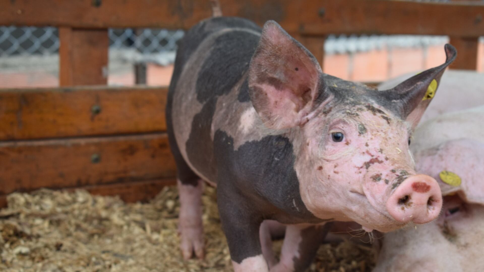 El proyecto porcícola fue impulsado por la alcaldía de San José de Cúcuta, en un trabajo conjunto con la Secretaría de Posconflicto y Cultura de Paz.