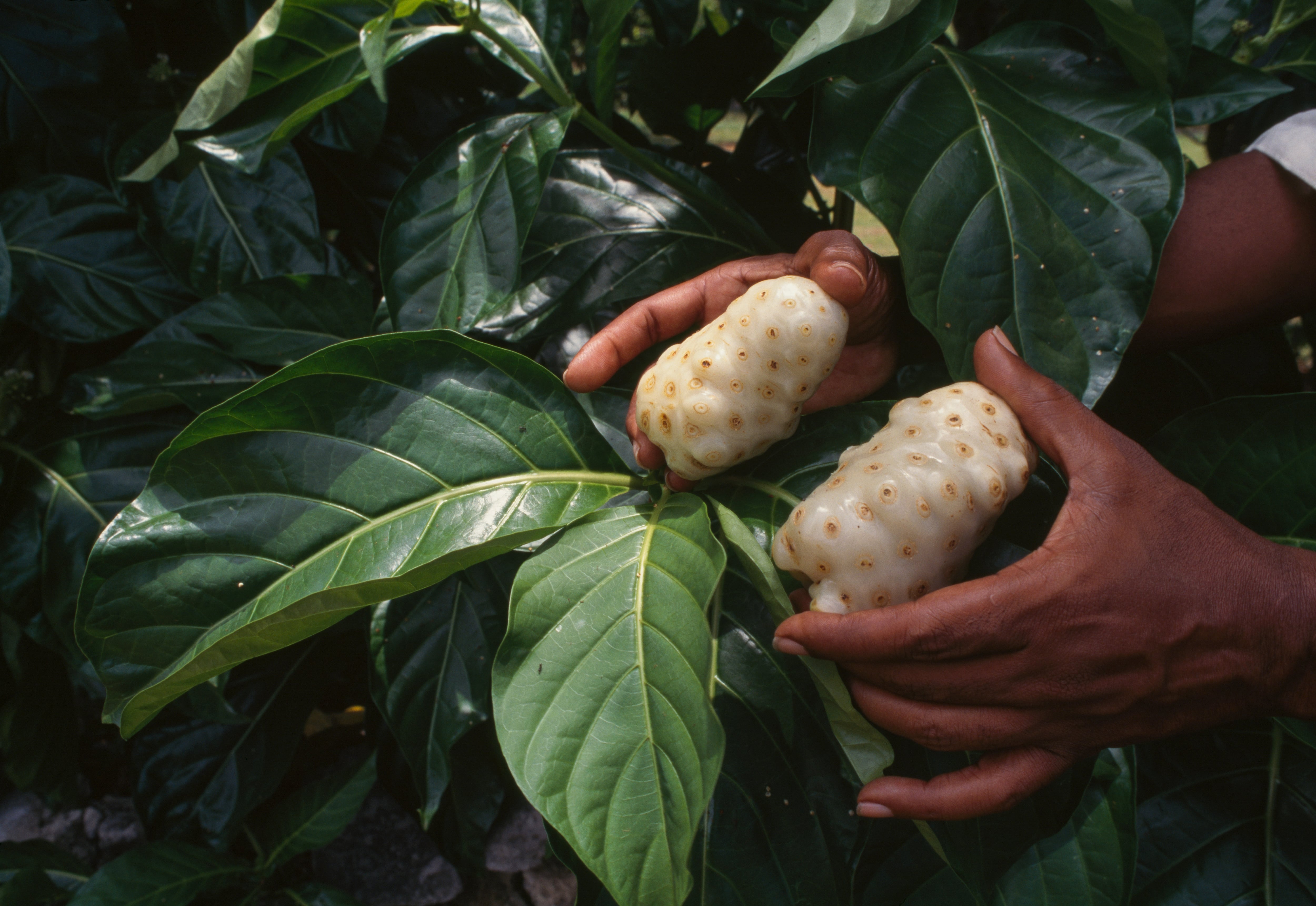 Fruits of noni or Indian mulberry (Morinda citrifolia), US Virgin Islands.
