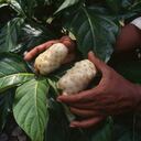 Fruits of noni or Indian mulberry (Morinda citrifolia), US Virgin Islands.