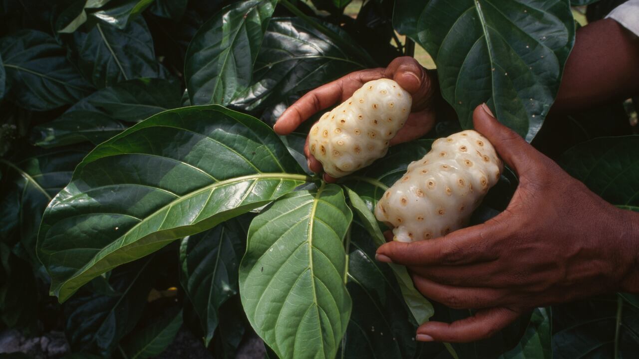 Fruits of noni or Indian mulberry (Morinda citrifolia), US Virgin Islands.
