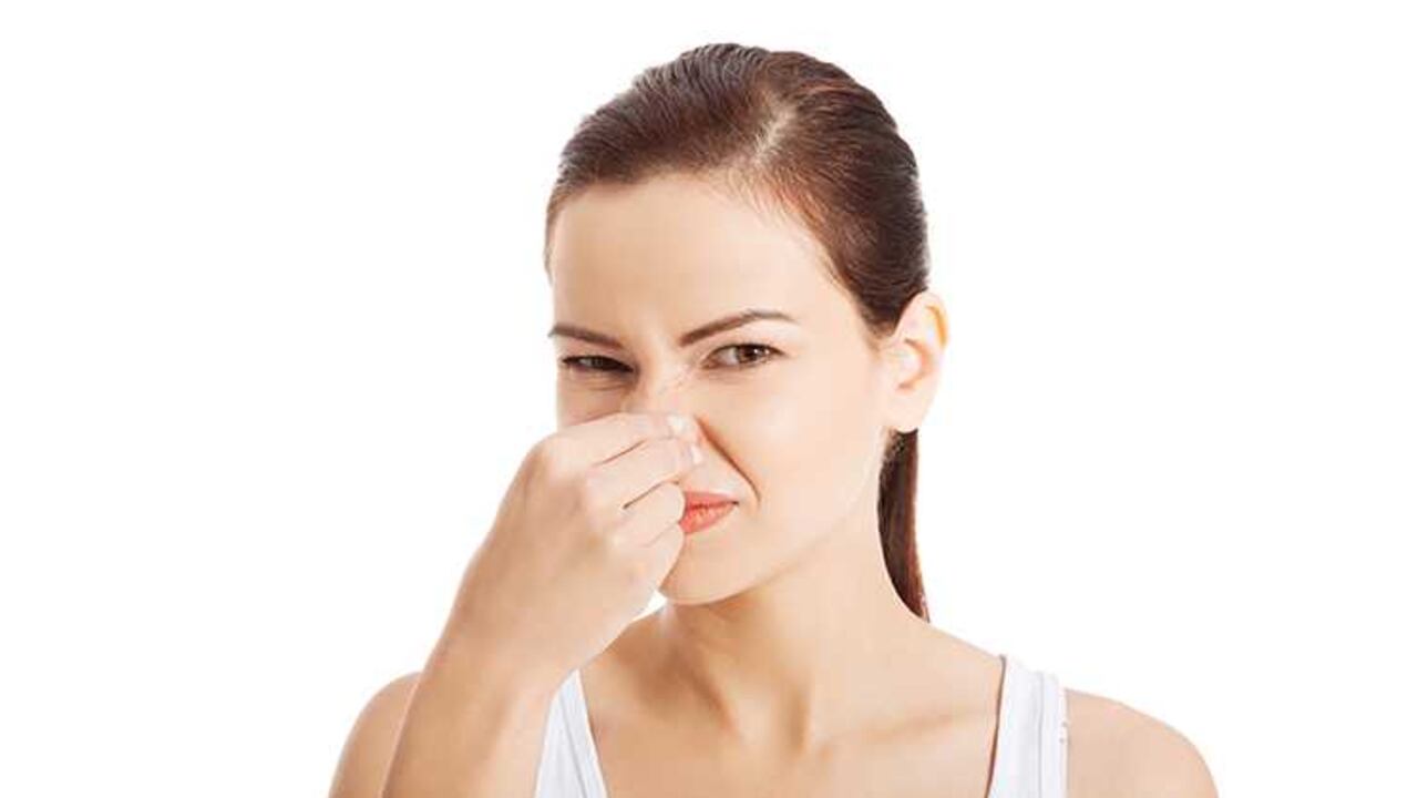 Los perros y sus olores