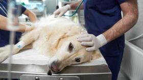 Cómo el tratamiento de un perro inspiró la mayor donación veterinaria del mundo