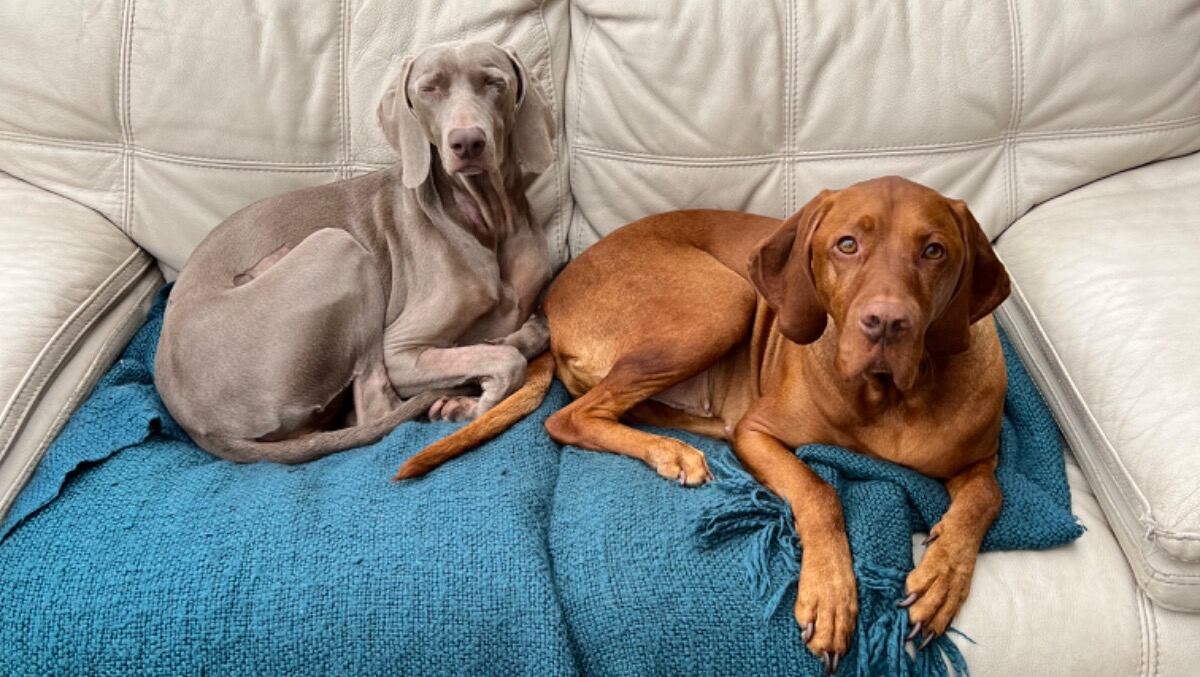 Inicialmente, Rambo vomitó y el líquido volvió a bajar a sus pulmones, donde más adelante tuvo una infección, que lo llevó a padecer un colapso de un pulmón.