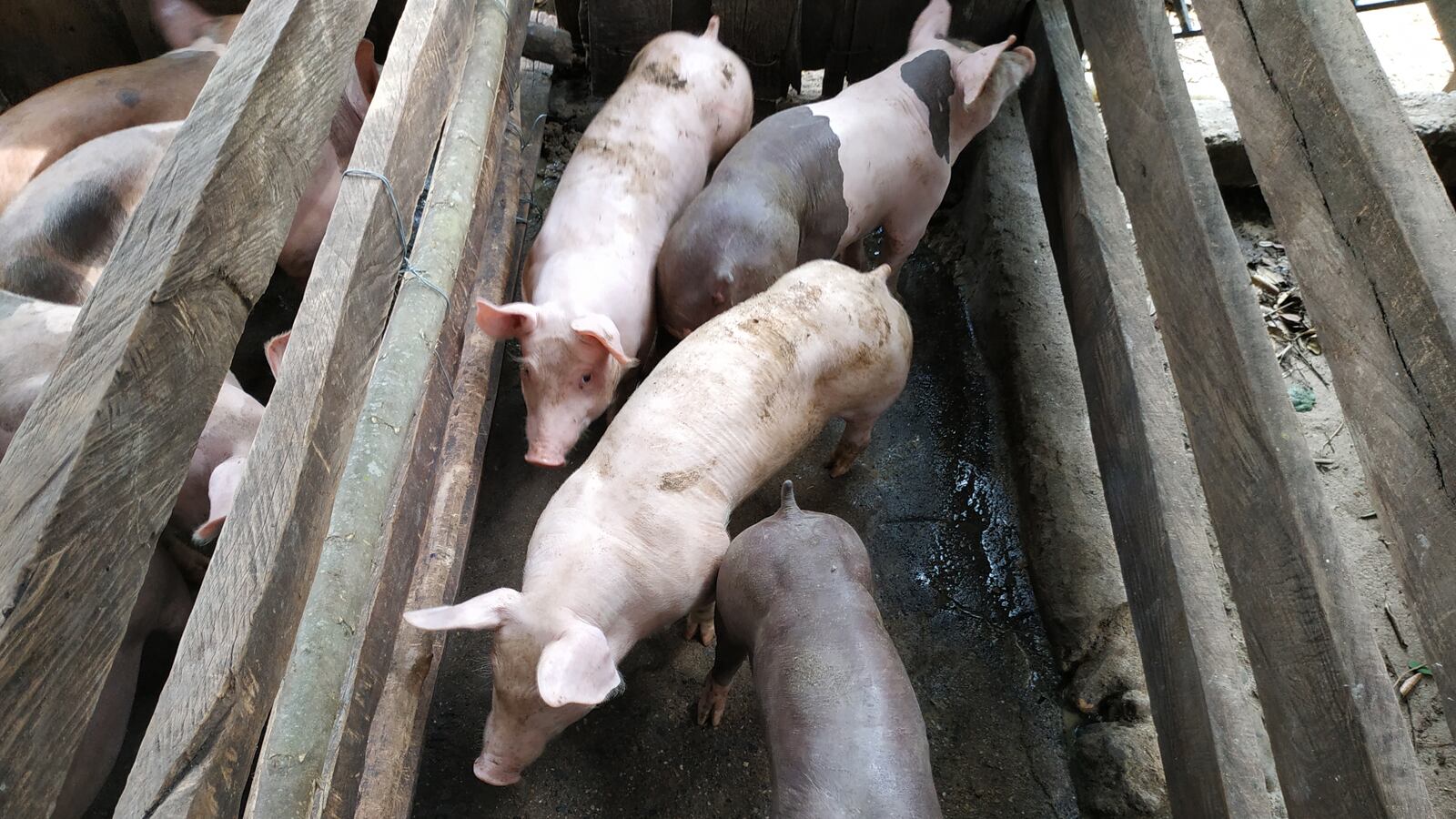 Los empresarios interesados en exportar mucosa porcina con fines farmacéuticos tendrán que pedir autorización del Invima.