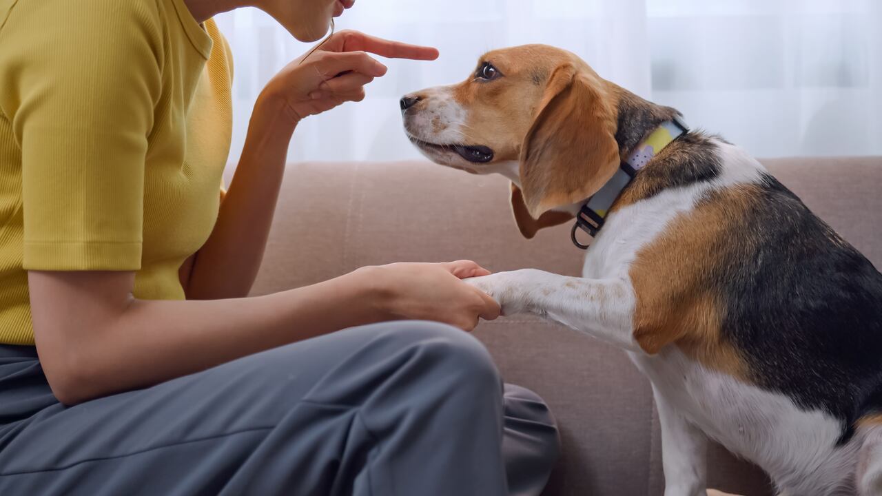 Experto veterinario explica los riesgos de que un perro consuma chocolate; su vida corre peligro