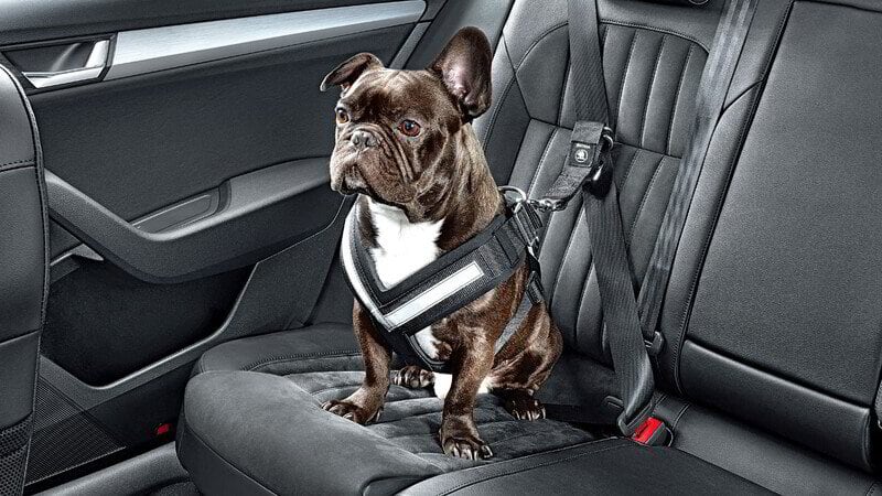 Cómo viajar con su perro en carro: cinco consejos para un trayecto tranquilo