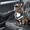 Cómo viajar con su perro en carro: cinco consejos para un trayecto tranquilo