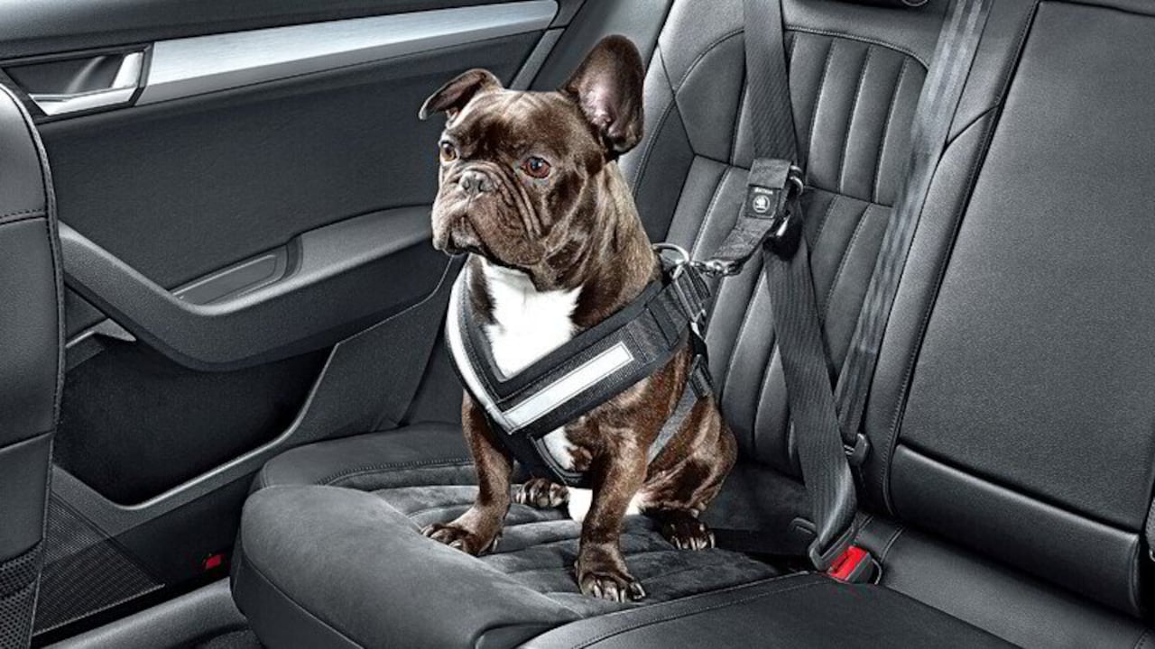 Los perros deben contar con un cinturón de seguridad especial.