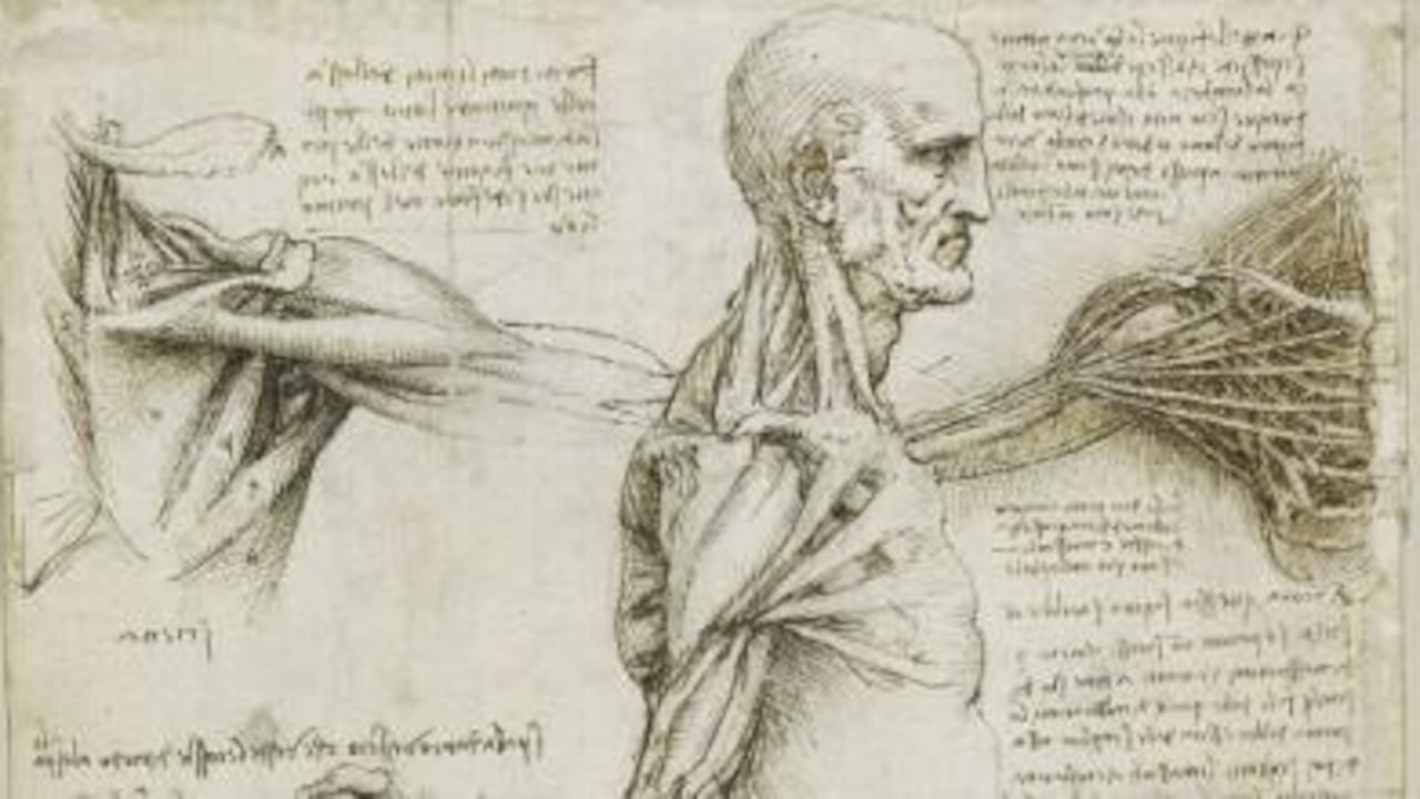 Dibujos de la anatomía humana de Leonardo Da Vinci.