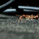 Las infestaciones también pueden representar un riesgo para las instalaciones eléctricas de las viviendas