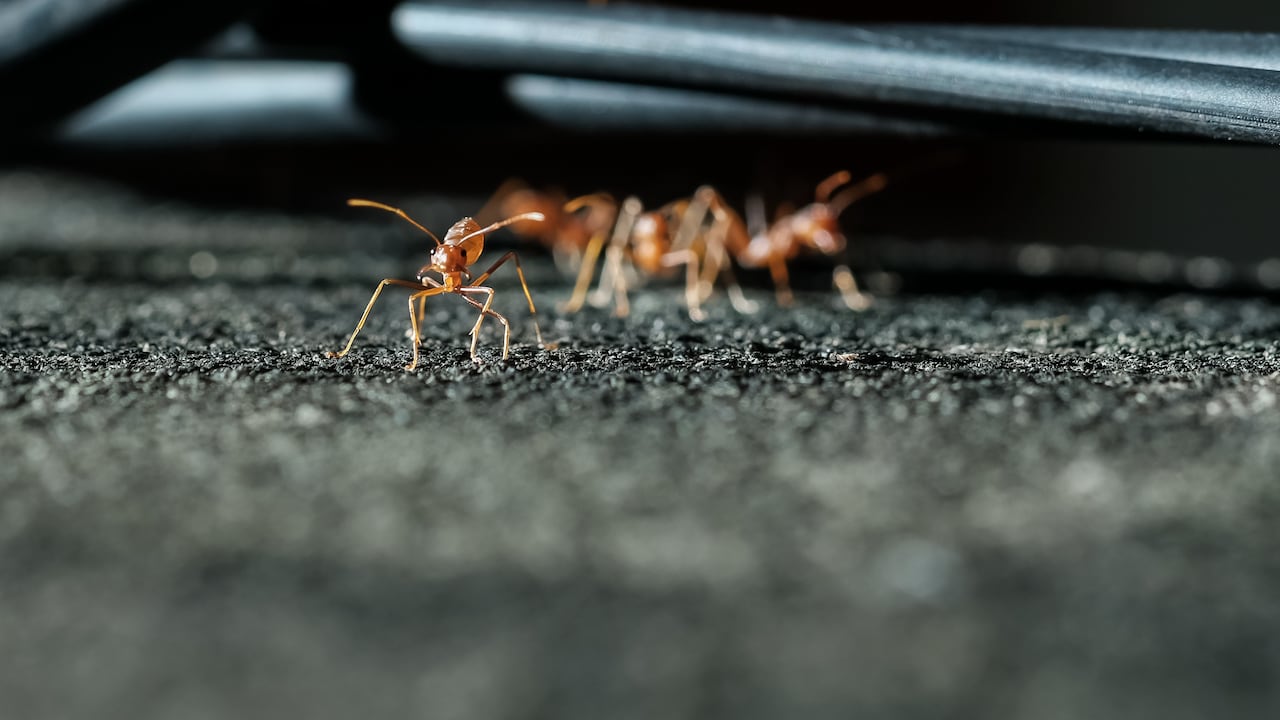 Las infestaciones también pueden representar un riesgo para las instalaciones eléctricas de las viviendas