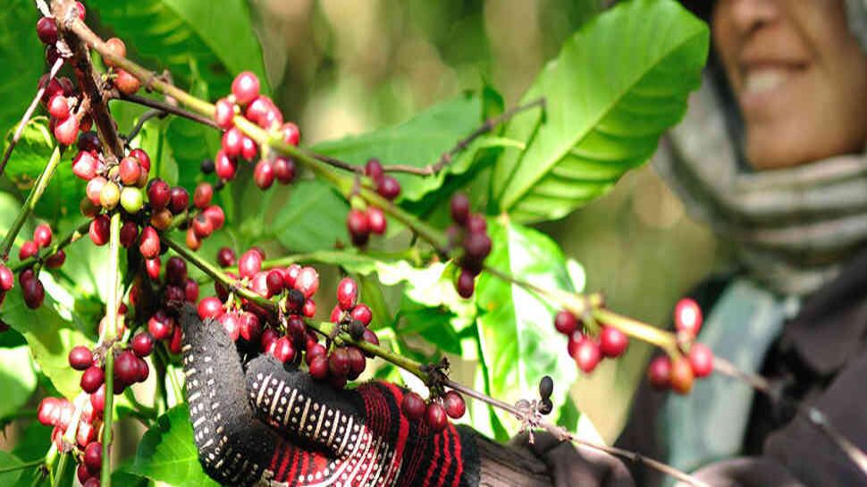 ¿Peligra la taza de tinto de los colombianos?
