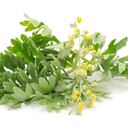 A la artemisia absinthium, también se le conoce como ajenjo chino y es una planta que se origina de los continentes de Asia, Europa y el norte de África.