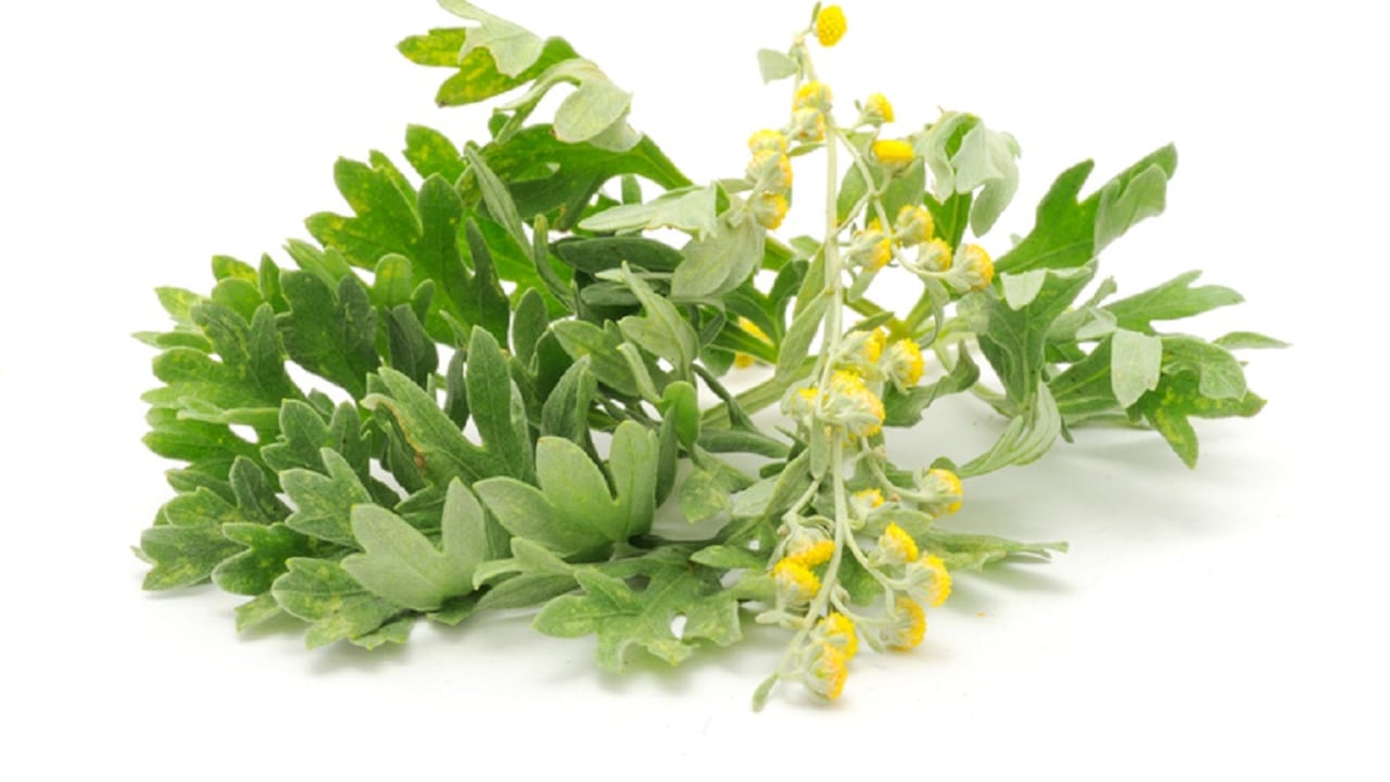 A la artemisia absinthium, también se le conoce como ajenjo chino y es una planta originaria de los continentes de Asia, Europa y el norte de África.