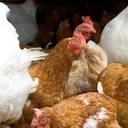 El sector agrícola se mantiene en alerta para evitar que se repita el brote de gripe aviar de 2015