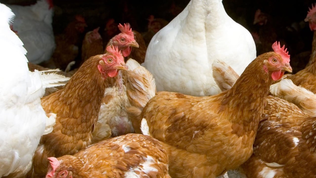 El sector agrícola se mantiene en alerta para evitar que se repita el brote de gripe aviar de 2015