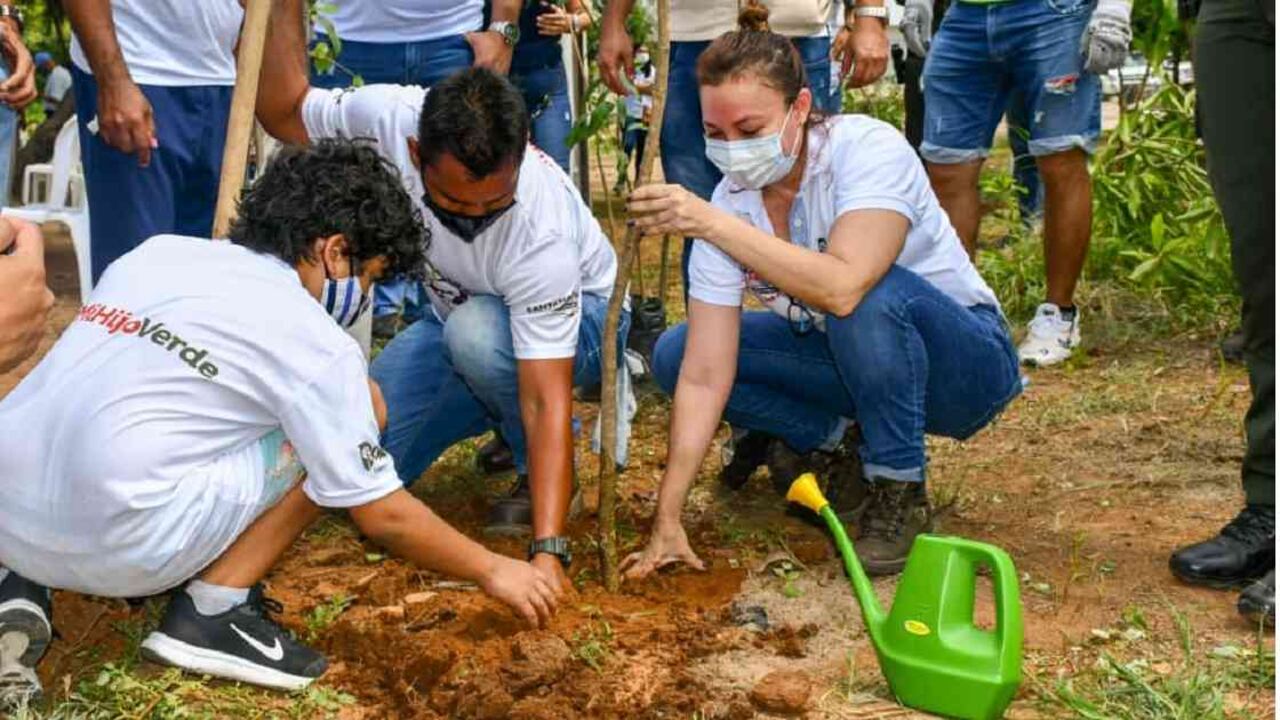 La campaña Santa Marta siembra pretende sembrar 10.000 árboles en un mes. Foto: Dadsa