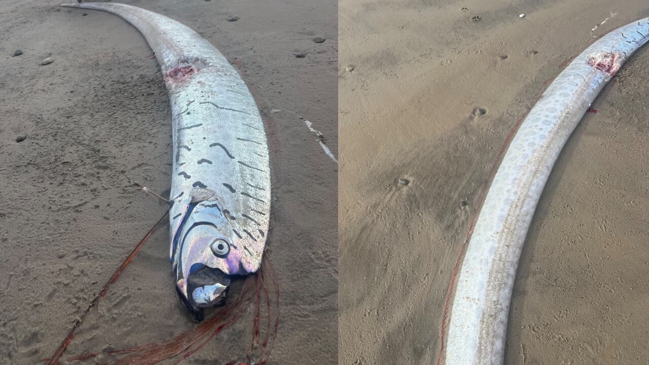 Pez remo gigante captado en Australia