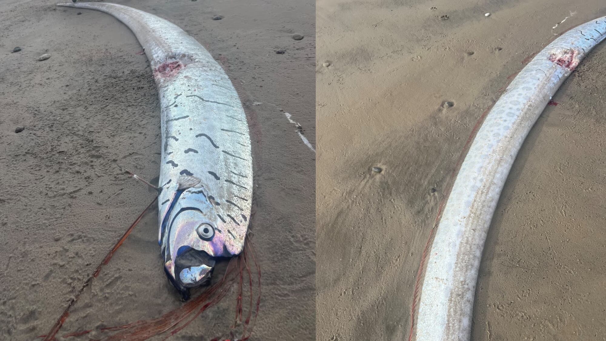 Pez remo gigante captado en Australia