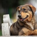 Perro Criollo