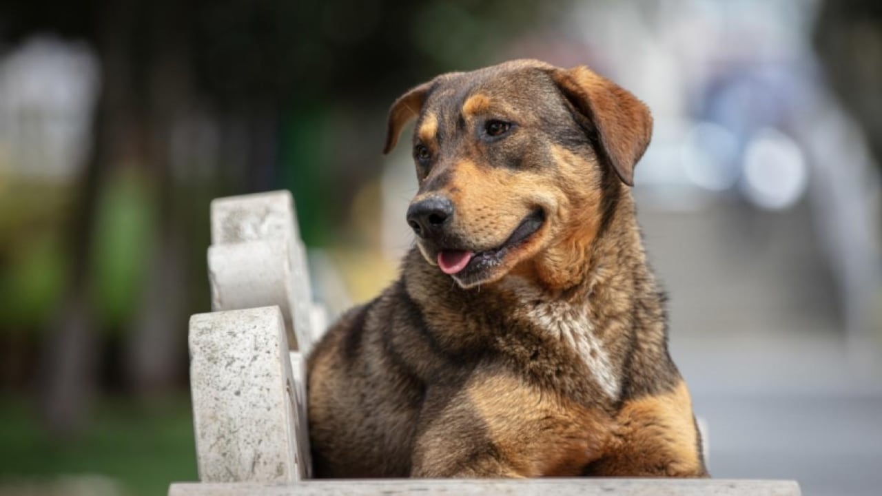 Perro Criollo