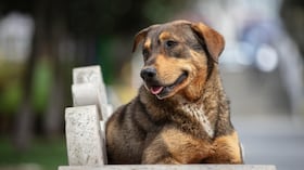 Perro Criollo