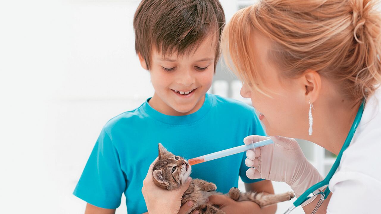 Las vacunas protegen ante enfermedades como la rabia (que es mortal), la leucemia felina (que no tiene cura), la calicivirus y la rinotraqueitis felina (ambas virales respiratorias) y la panleucopenia (digestiva).