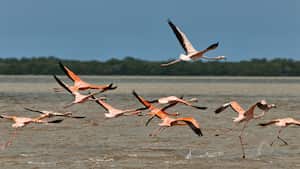Cuatro parques naturales de Colombia serán protegidos con la siembra de 10.000 árboles, gracias a un convenio entre el Banco de Occidente y WWF.