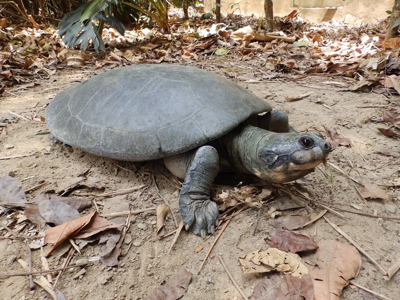 Tortugas amenazadas en Colombia