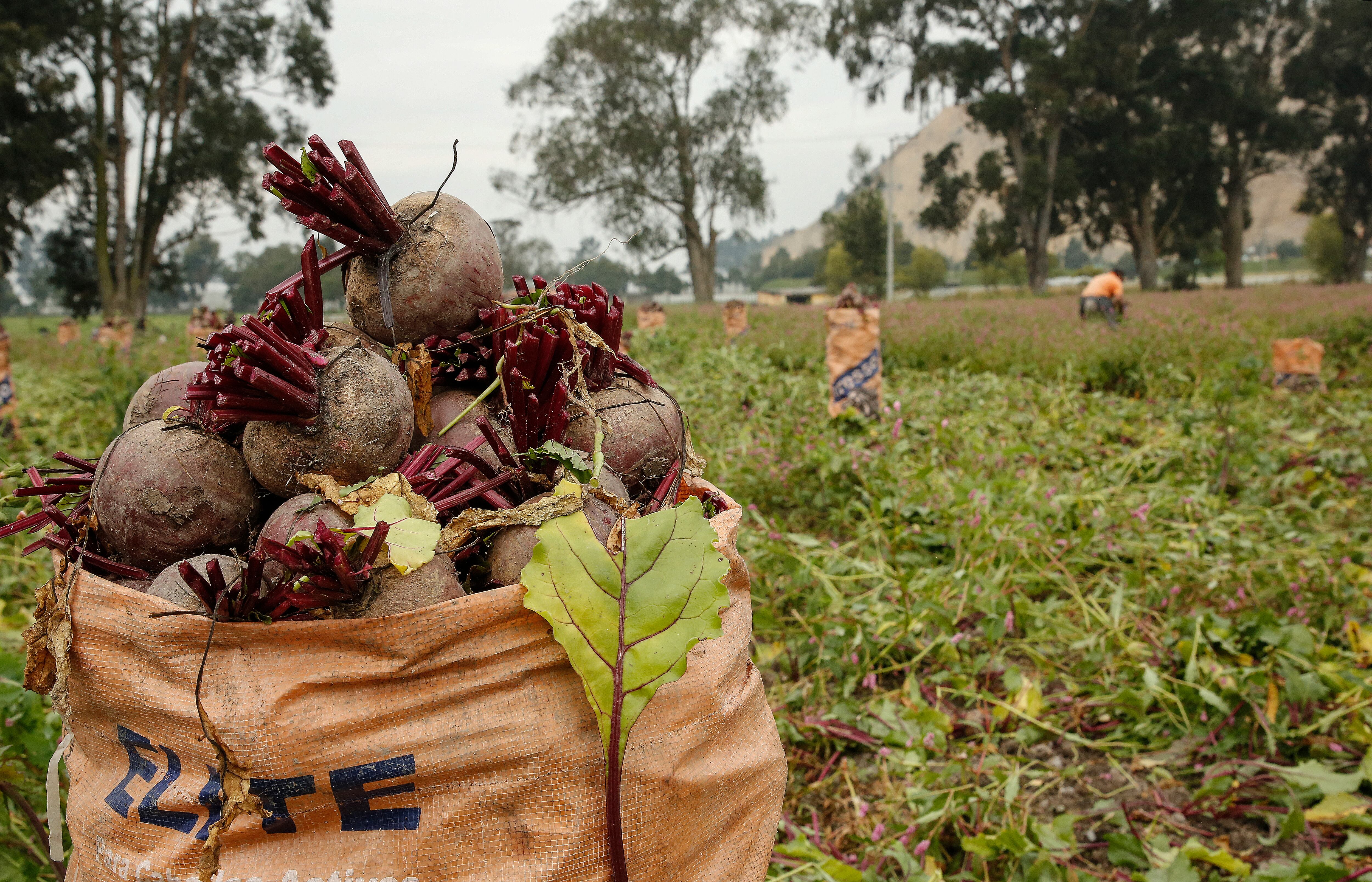 Agricultura, campesinos, cosechas