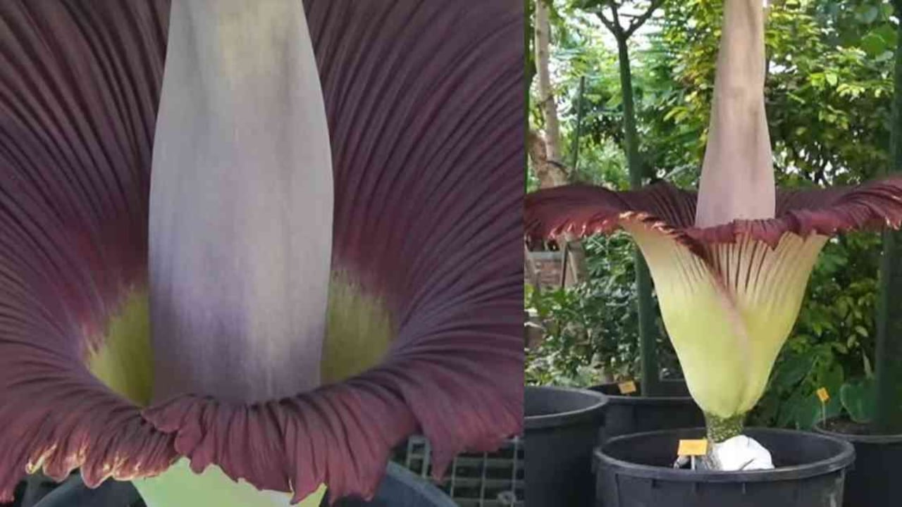 Esta planta, nativa de Sumatra, es una especie en peligro de extinción. Foto: Jardín Meise