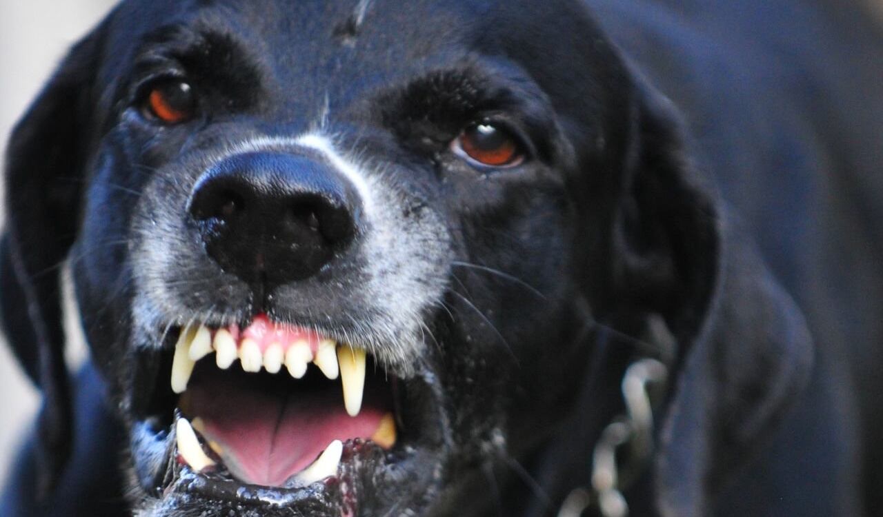 Los perros derribaron a la víctima y lo mordieron en el suelo, aseguraron las autoridades