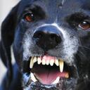 Los perros derribaron a la víctima y lo mordieron en el suelo, aseguraron las autoridades