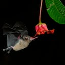 Los murciélagos se alimentan en las noches del polen y el néctar de las plantas, por lo que tienen un papel fundamental en la polinización de casi 500 especies de flores en el mundo.