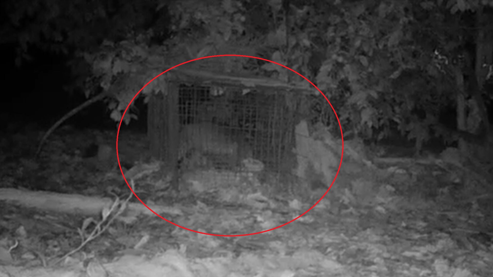 Perro zorro avistado en el Valle de Aburrá.