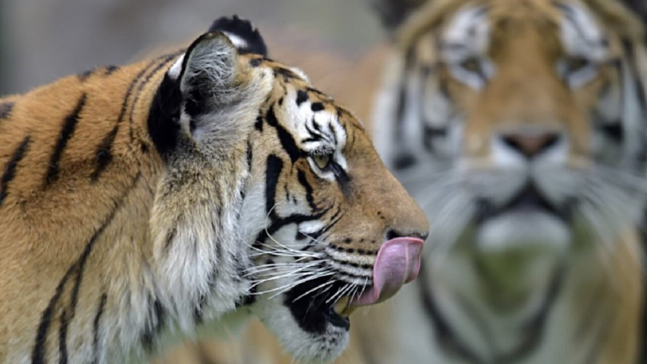 Tigers are seen at Bioparque Wakata in Jaime Duque park, in Briceno municipality near Bogota, Colombia, on July 30, 2020. - The park closed due to the novel coronavirus pandemic, creating virtual programs to receive donations from the public to meet some economic demands and ensure the livelihood of the animals, launching a call to the government to be able to reopen the sector with the necessary security protocols. Colombia is one of the most biodiverse countries in the world. (Photo by Raul ARBOLEDA / AFP)