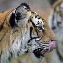 Tigers are seen at Bioparque Wakata in Jaime Duque park, in Briceno municipality near Bogota, Colombia, on July 30, 2020. - The park closed due to the novel coronavirus pandemic, creating virtual programs to receive donations from the public to meet some economic demands and ensure the livelihood of the animals, launching a call to the government to be able to reopen the sector with the necessary security protocols. Colombia is one of the most biodiverse countries in the world. (Photo by Raul ARBOLEDA / AFP)