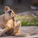 autohigiene en la vida silvestre de un fastidio abandonado