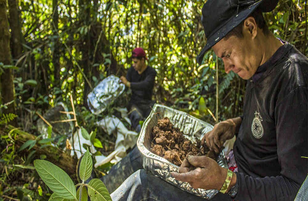 Proceso de colecta de macrofauna en el parque Andaquí, Caquetá.