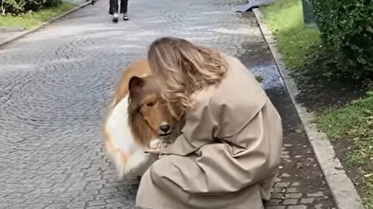 Un youtuber japonés se convirtió en perro, era su gran sueño