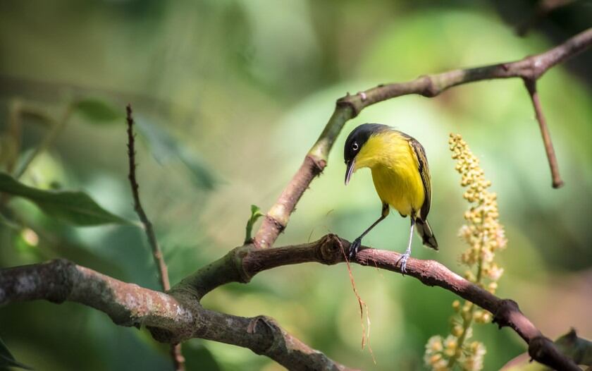 Atractivos naturales del Valle del Cauca