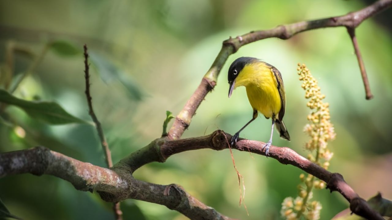 De acuerdo con la entidad, tras la declaratoria, se conformará una red departamental con estas poblaciones para fortalecer la región como referente de biodiversidad.