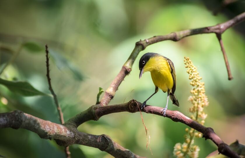 Atractivos naturales del Valle del Cauca
