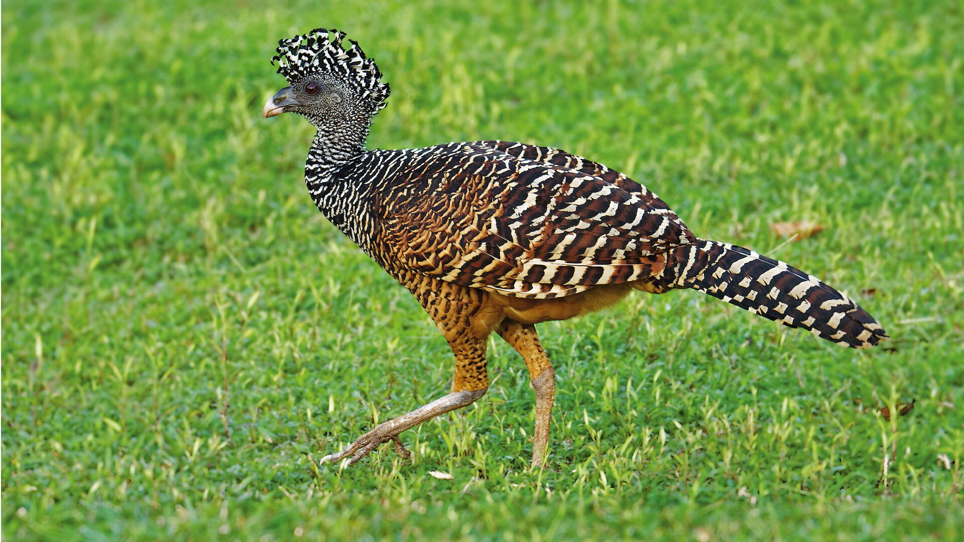 NO USAR, USO EXCLUSIVO MEJOR COLOMBIA, Especial Eje Cafetero, Jardín Botánico