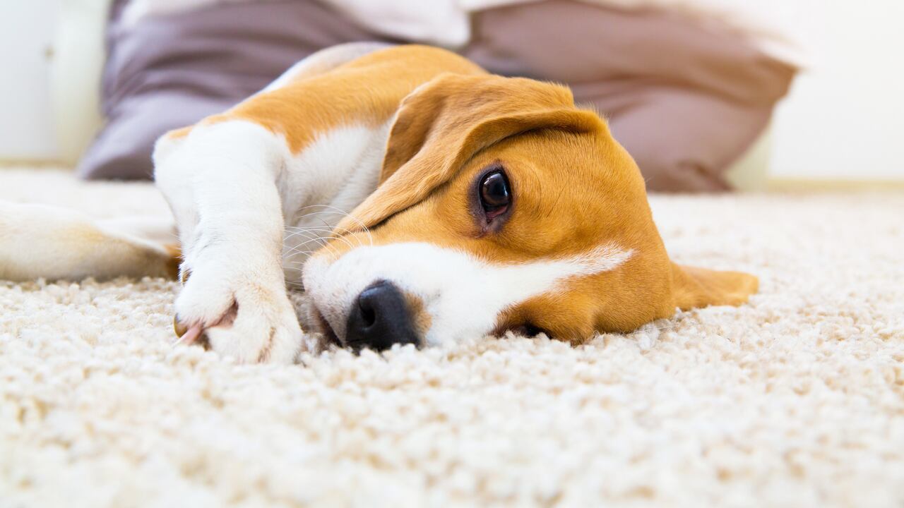 El animal estaba bajo el cuidado de la exprometida. Foto: Getty Images
