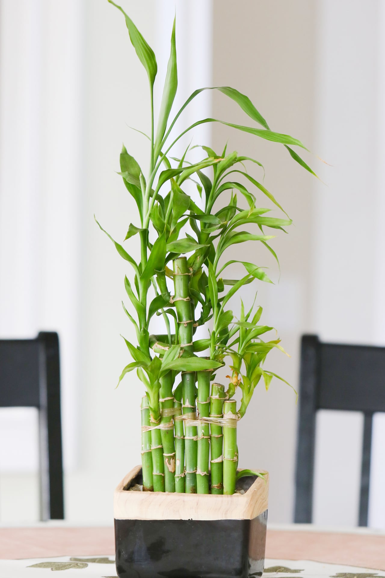 Bambú, atrae la abundancia.