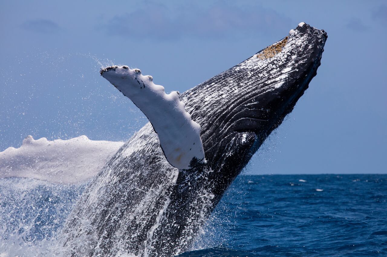 Ballena jorobada