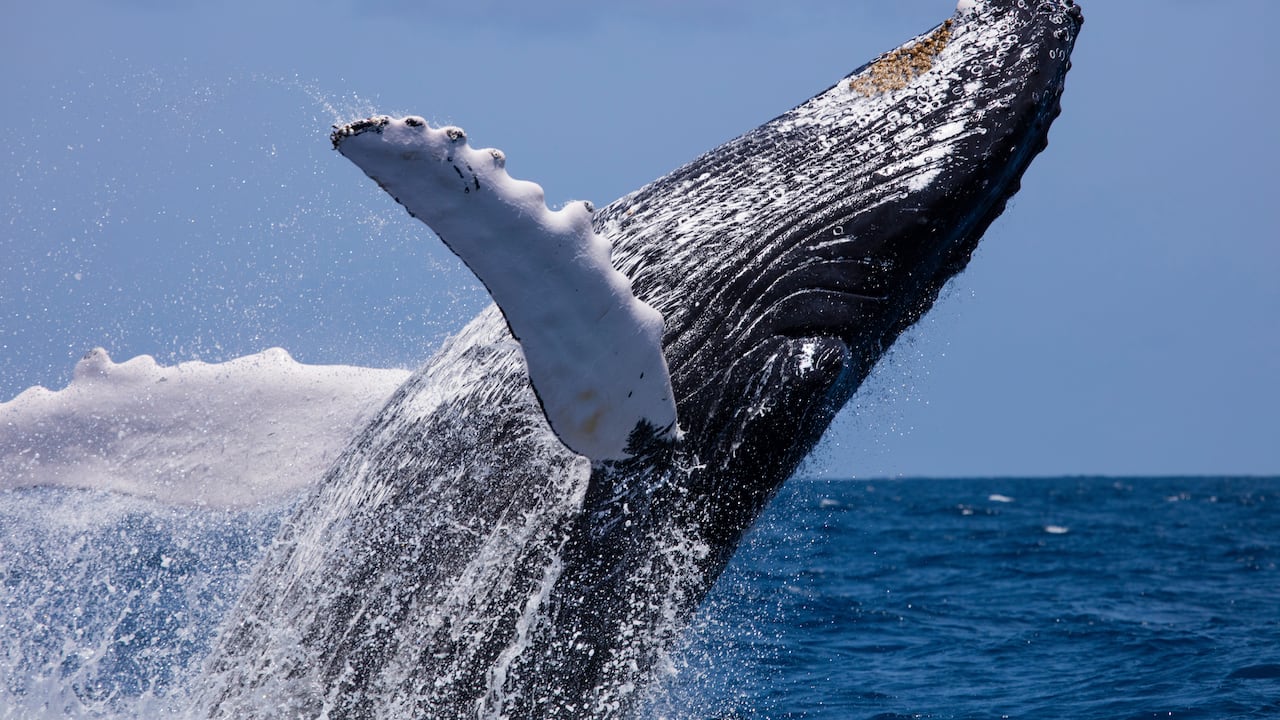 La temporada de ballenas jorobadas en el Pacífico colombiano va desde julio hasta noviembre.