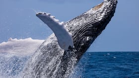 Ballena jorobada