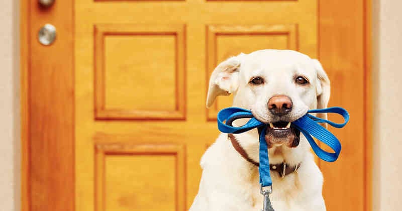 Para adoptar una mascota es necesario llevar correa.